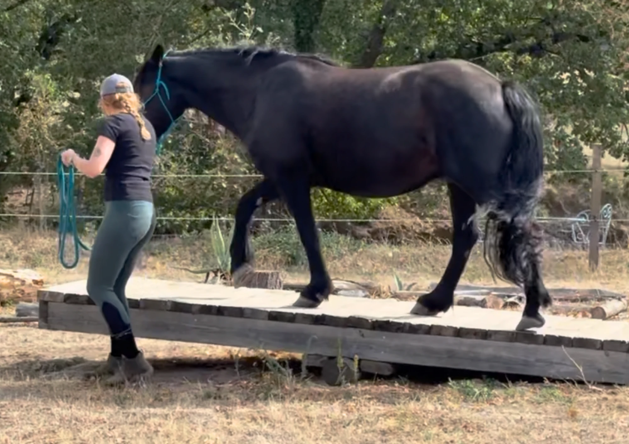Travail à pied : un cheval noir franchit une passerelle en bois, guidé en longe