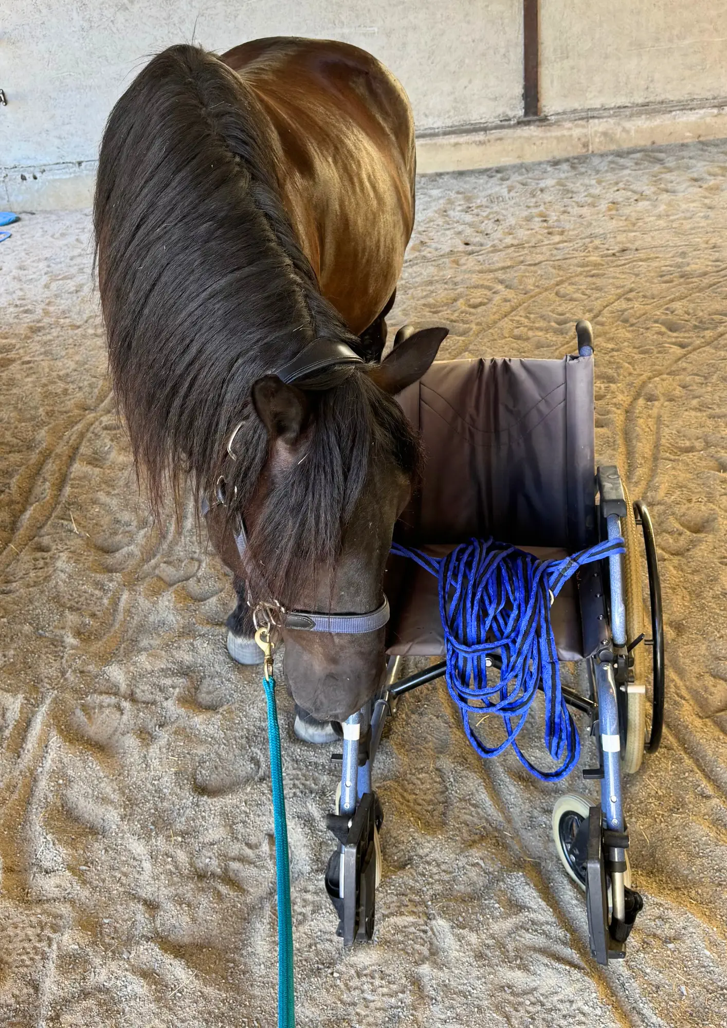 Un poney découvre un fauteuil roulant dans le manège