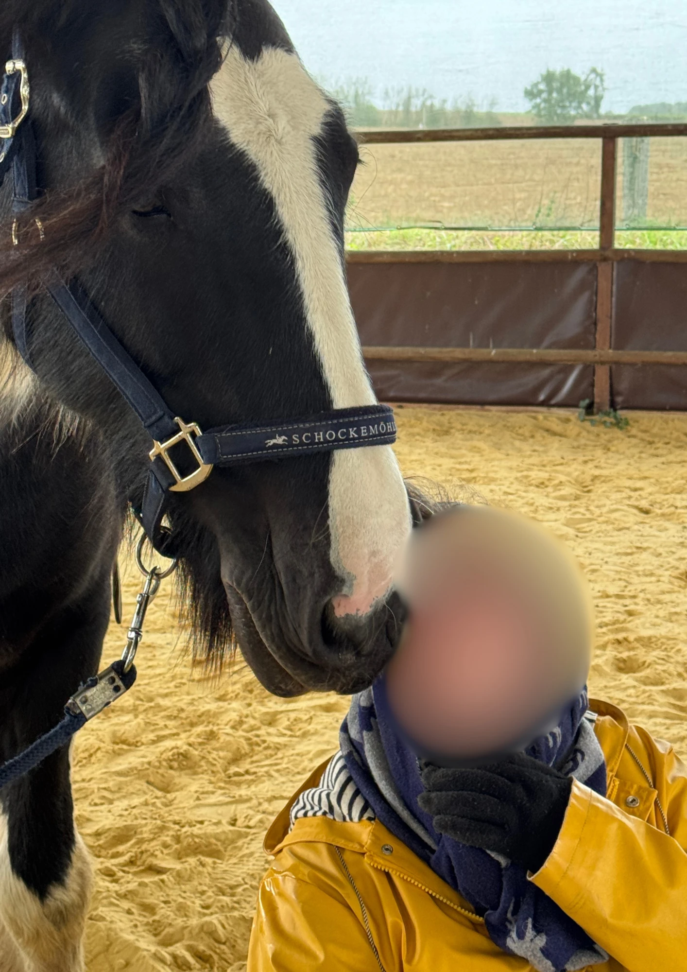 Un cheval pie au contact d’une personne, pendant une séance au manège