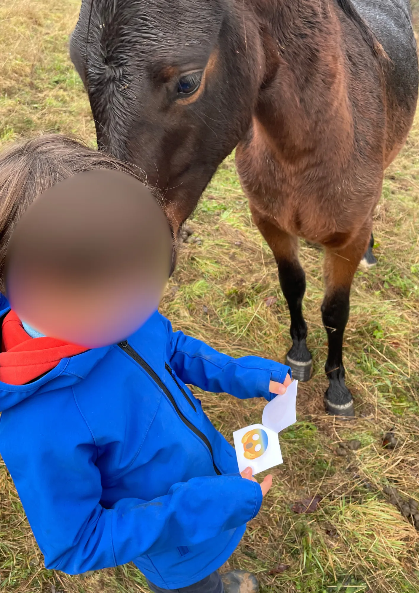 Un enfant montre une carte des émotions, à côté d’un cheval