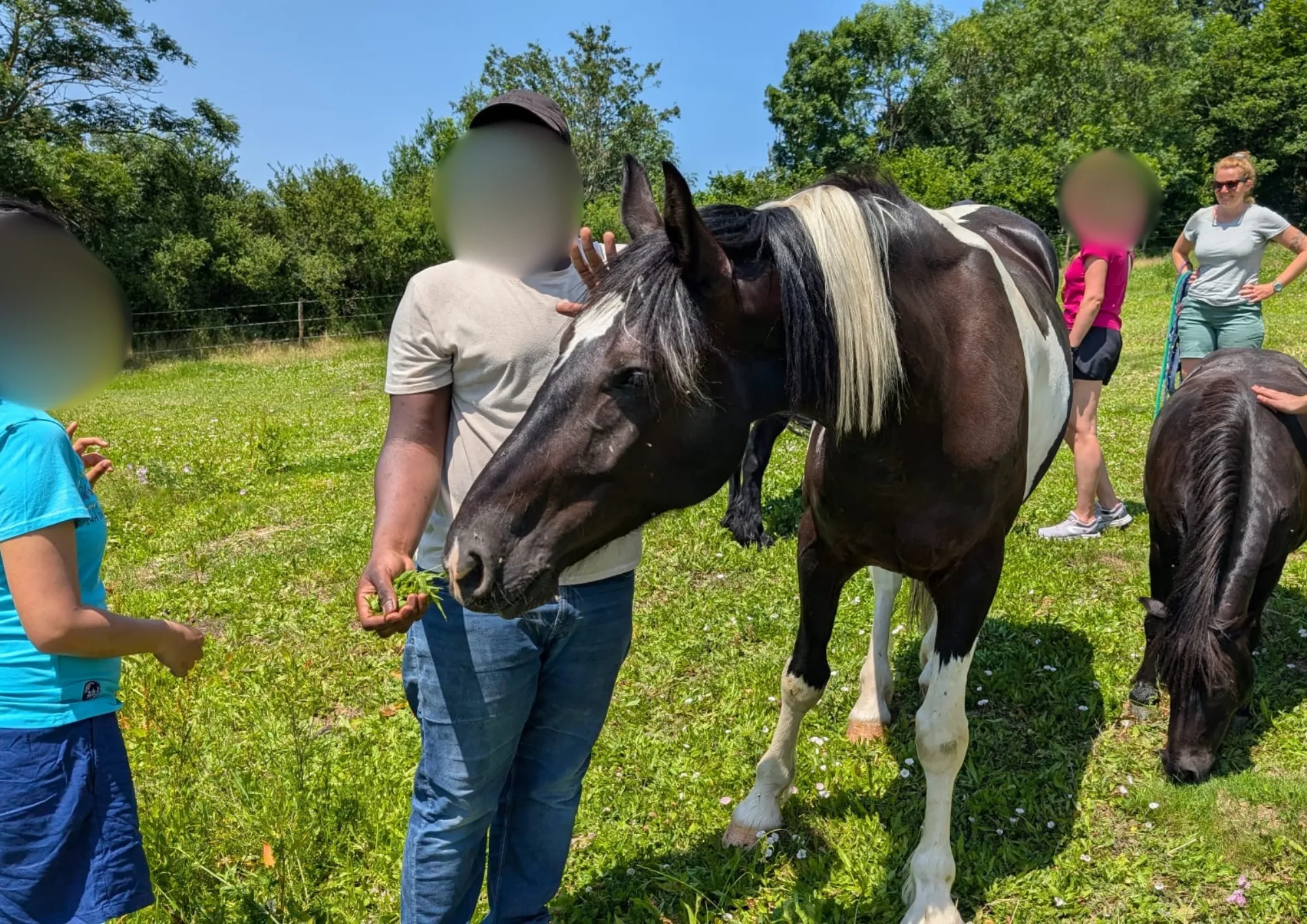 Un groupe au pré : un cheval pie mange dans la main d’un participant