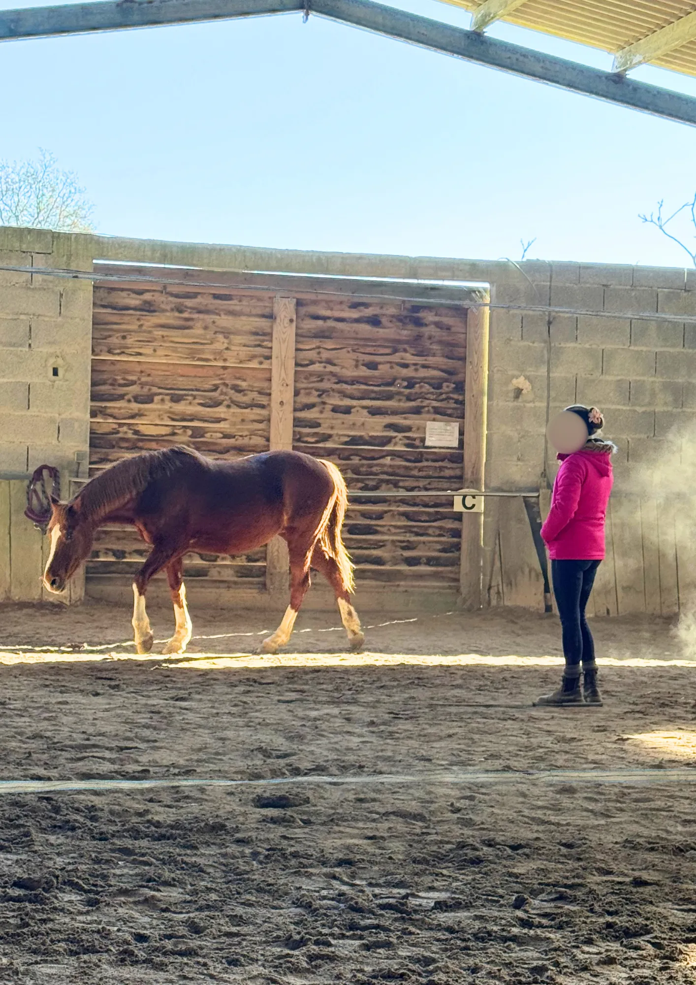 Un cheval alezan en liberté dans le manège, observé par une personne en veste rose